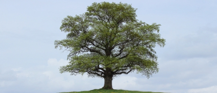 Tree in July